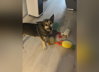 Barney,  lieber Mischlingsrüde