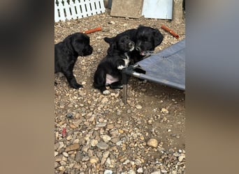 3 kleinbleibende Mischlingswelpen