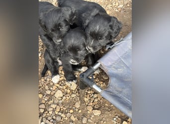 3 kleinbleibende Mischlingswelpen