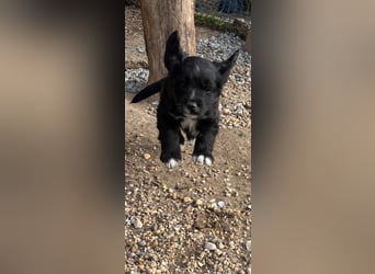 3 kleinbleibende Mischlingswelpen