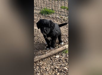 3 kleinbleibende Mischlingswelpen