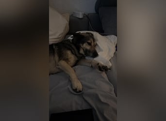 Barney,  lieber Mischlingsrüde