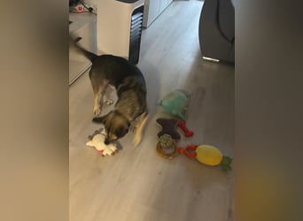 Barney,  lieber Mischlingsrüde