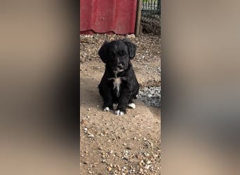 3 kleinbleibende Mischlingswelpen