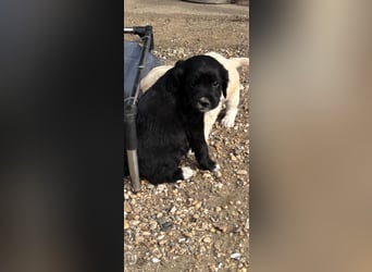 3 kleinbleibende Mischlingswelpen