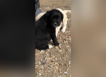 3 kleinbleibende Mischlingswelpen