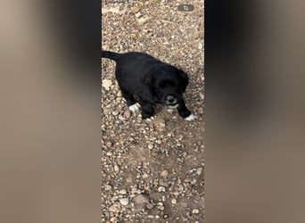 3 kleinbleibende Mischlingswelpen