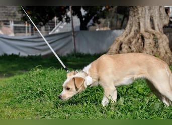 Cutie: Supersüßes Welpenmädchen
