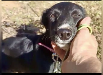 Zuckerschnäuzchen Matta