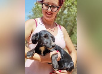 Zuckerschnäuzchen Matta