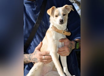 Cutie: Supersüßes Welpenmädchen