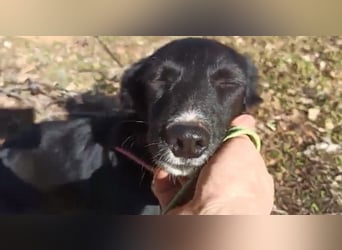 Zuckerschnäuzchen Matta