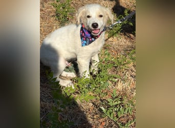 Kleiner Mimo Sucht ein zuhause