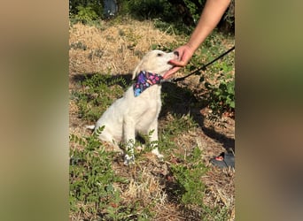 Kleiner Mimo Sucht ein zuhause