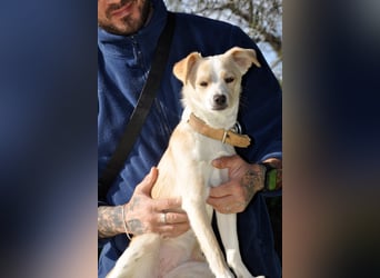 Cutie: Supersüßes Welpenmädchen