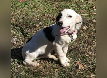 Kleine Knutschkugel Holly