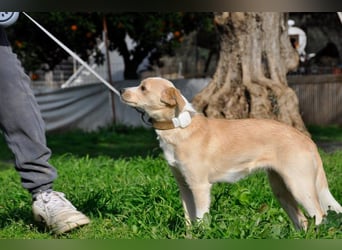 Cutie: Supersüßes Welpenmädchen