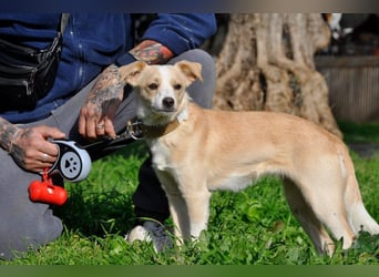 Cutie: Supersüßes Welpenmädchen