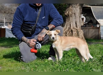 Cutie: Supersüßes Welpenmädchen