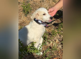 Kleiner Mimo Sucht ein zuhause