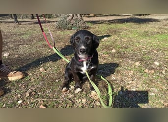 Zuckerschnäuzchen Matta