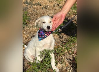 Kleiner Mimo Sucht ein zuhause