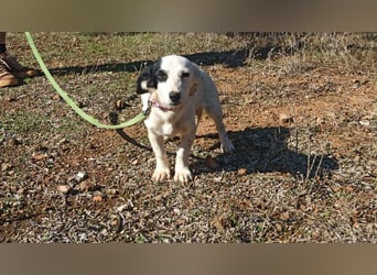 Kleine Knutschkugel Holly