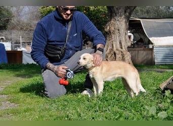 Cutie: Supersüßes Welpenmädchen