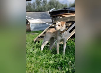 Cutie: Supersüßes Welpenmädchen