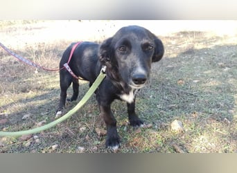 Zuckerschnäuzchen Matta