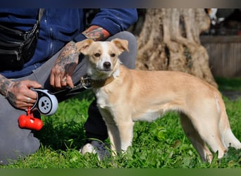Cutie: Supersüßes Welpenmädchen