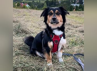 Sunny - intelligente&kooperativ