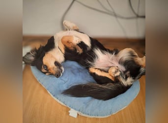 Sunny - intelligente&kooperativ