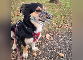 Sunny - intelligente&kooperativ