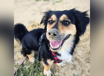 Sunny - intelligente&kooperativ