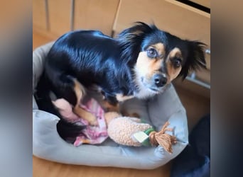 Sunny - intelligente&kooperativ