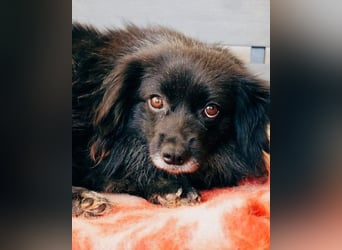 Sanfter Senior ARCHIE