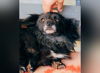 Sanfter Senior ARCHIE