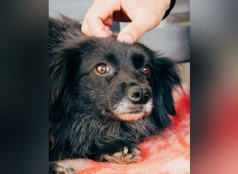 Sanfter Senior ARCHIE