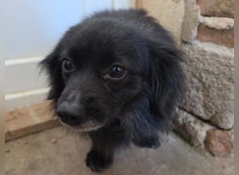 Sanfter Senior ARCHIE