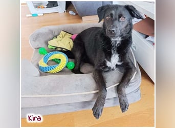 Kira sucht ein neues Zuhause.