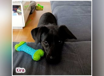 Kira sucht ein neues Zuhause.