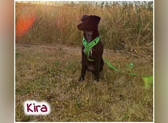 Kira sucht ein neues Zuhause.
