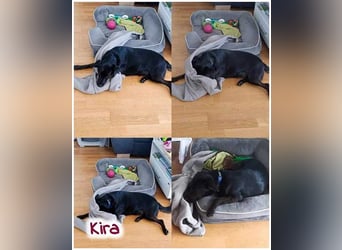 Kira sucht ein neues Zuhause.