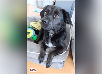 Kira sucht ein neues Zuhause.