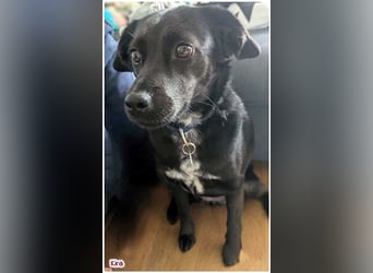 Kira sucht ein neues Zuhause.