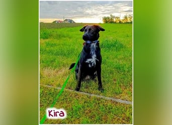 Kira sucht ein neues Zuhause.