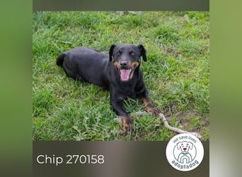 Chip 270158: sucht ein Zuhause