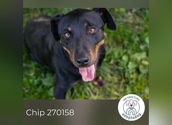 Chip 270158: sucht ein Zuhause