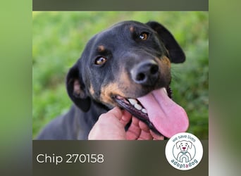 Chip 270158: sucht ein Zuhause